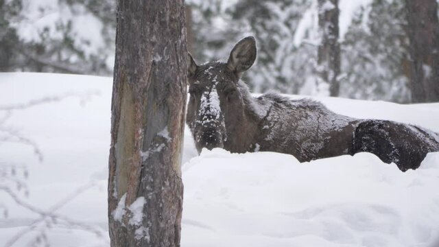 Lonely Moose hiding among the white mantle of snow in a cold forest - Long medium shot