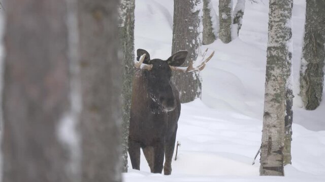 Big male Moose lurking in the distance hidden among the snowed Forest - Long wide slow-motion shot