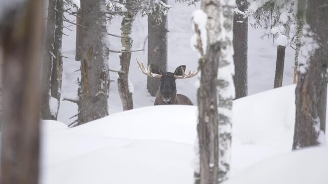 Large Moose bull cloaked in the distance amidst the snowy forest trees - Long wide shot