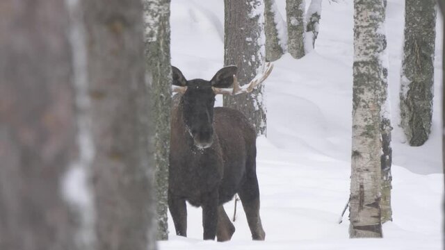 Great male Moose reposing under soothing snowfall amidst Cold forest - Long medium shot