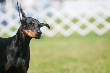 Doberman Pinscher grass and fence in background