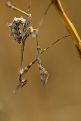 praying mantis