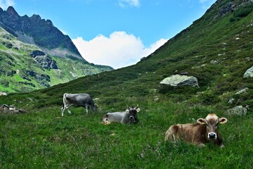 Fototapeta na wymiar Austrian Alps-view on the cows in valley Ochsental