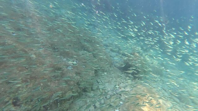 Goldstrieme, Sardine, &Auml;hrenfisch, Fisch, Fischwarm, sarpa, salpa