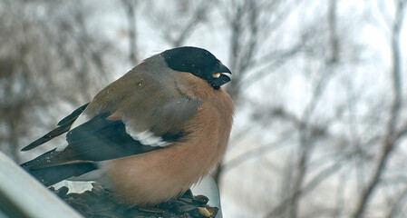Urban birds at the feeder. Bird feeder on the balcony in an urban environment.