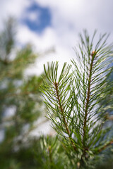 branch of a pine