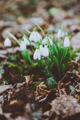 White spring snowdrops. Snowdrops field. Galanthus nivalis. Snowdrop spring flowers. Snowdrop or Galanthus. Spring flower snowdrop is the first flower in the end of winter and the beginning of spring.