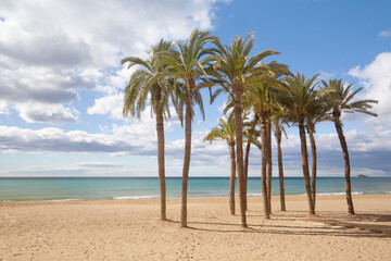 Fototapeta na wymiar Palm trees on the beach against the background of the sea and blue sky with beautiful clouds in the sun. Villajoyosa, Spain, copy space