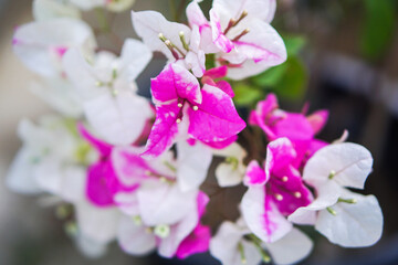 Close up and selective focus of Magenta bougainvillaea blooming bush with flowers. Mediterranean landscape summer concept. Copy space.