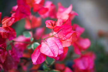 Obraz na płótnie Canvas Close up and selective focus of Magenta bougainvillaea blooming bush with flowers. Mediterranean landscape summer concept. Copy space.