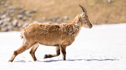 Alpine ibex running in the snow, Vercors, France