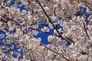 cherry tree blossom