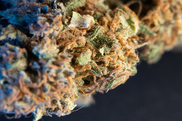 Cannabis Flower closeup. Weed Illegal Drug and benefits for health issues. Medicine or narcotic substance.