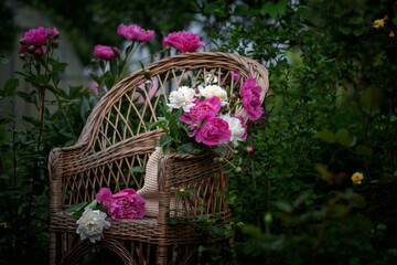 Blooming bushes of peonies in the garden after the rain