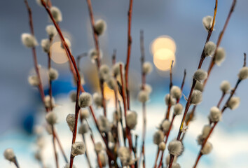 willow branches with swollen shaggy buds against the background of the blurred silhouette of the domes of the Orthodox cathedral with glaring crosses