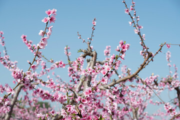 Flor del paraguayo