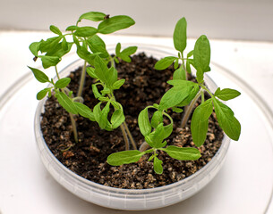 Small tomato seedlings. Small green leaves of the tomato. Growing a tomato at home on the windowsill.