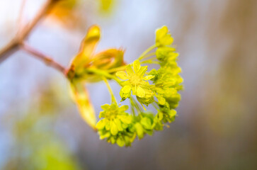 Spring maple blossom, maple flowers close-up on a blurry background