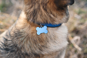 locket on collar on dog's neck