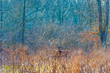 Deer in a reedy field in a colorful forest in wetland in bright sunlight in winter, Almere, Flevoland, The Netherlands, March 2, 2021