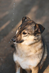 water stream on dog's nose