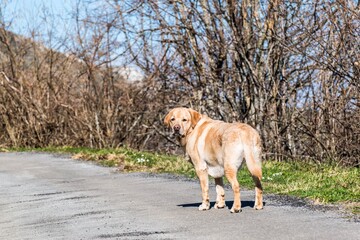 Un perro en la carretera mira hacia atrás 