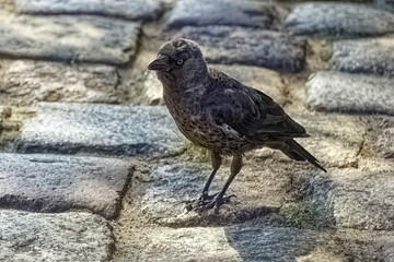 The Jackdaw bird stands on the cobblestones