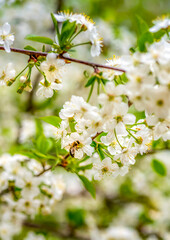 Cherry blossom close-up, bee pollinates white flowers