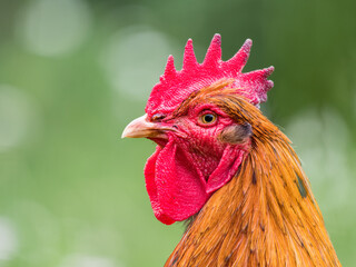 Rooster portrait crest and wattle