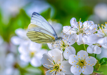 The white-winged hawthorn butterfly sits on cherry blossoms and feeds on nectar