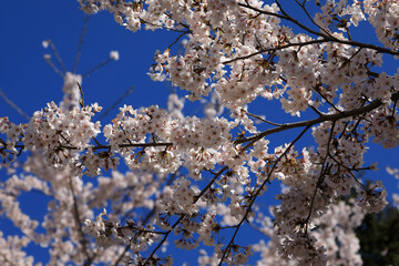 cherry blossom in spring
