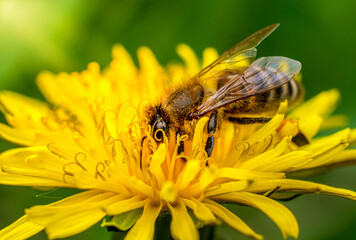 Honeybee collects nectar from a blooming dandelion flower