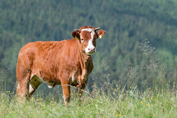 Cow in the mountain © Hajakely