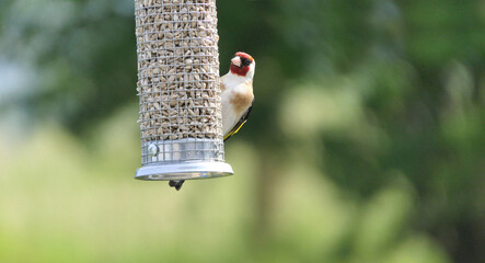 Goldfinches feeding from a bird table of mixed seeds UK