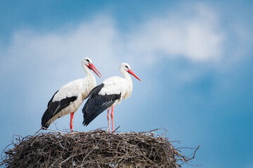Pair of white stork - Ciconia ciconia - obrazy, fototapety, plakaty