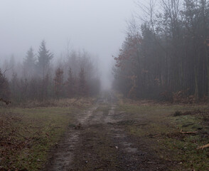 road through a forest covered with fog