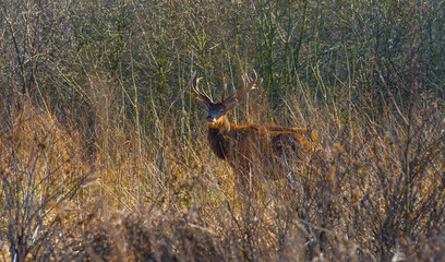 Deer in a reedy field in a colorful forest in wetland in bright sunlight in winter, Almere, Flevoland, The Netherlands, March 2, 2021