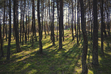 Dancing pines at the edge of a dense forest