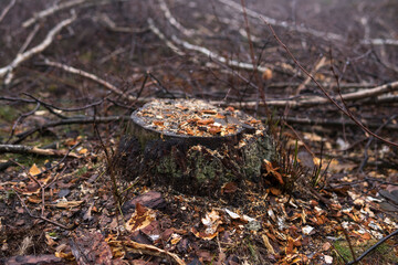 tree stump inside of a forest