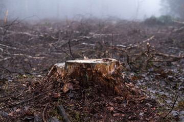 tree stump inside of a forest