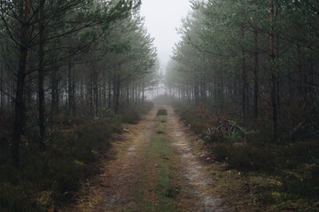 road through a forest covered with fog