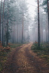 Fototapeta premium road through a forest covered with fog