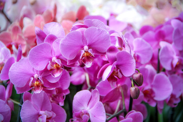 Purple orchid flowers floral background