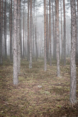 Obraz premium landscape with a forest partially hidden in a fog