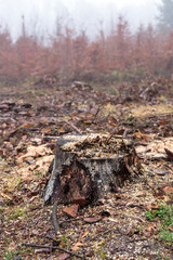 tree stump inside of a forest