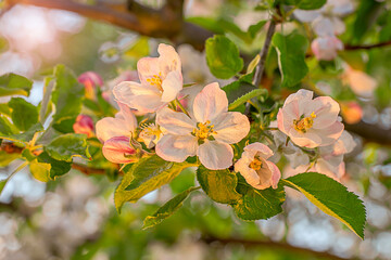 Clustered blooms of apple-tree branches in the springtime