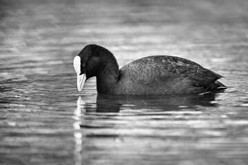 Coot - Fulica atra - portrait
