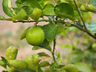 Lemon on the tree blurred of nature background, plant Sour taste fruit
