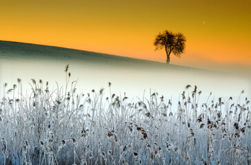 Samotne Drzewo Na Wzniesieniu  W Zimowej  Scenerii  © Wojciech Lisiński
