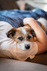 Kleiner Hund liegt mit Blick in die Kamera in den Armen eines Mannes auf einer beigen Couch. Freundschaft, Zusammenhalt.